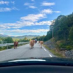 Tierisch geht es weiter..
