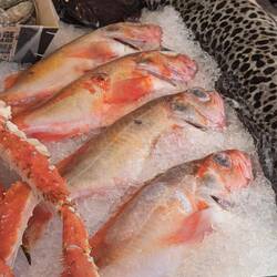 The fish looked really fresh