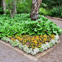 Akureyi botanical garden