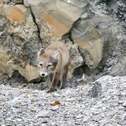 Polarfuchs