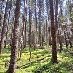 ...schönen Waldabschnitten