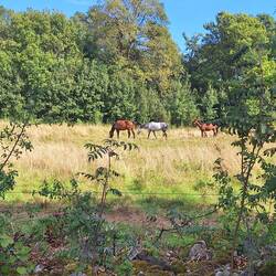 Die Pferde lassen sich nicht aus der Ruhe bringen