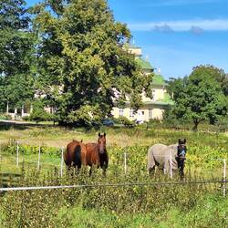 Pferdekoppeln rund ums Schloss