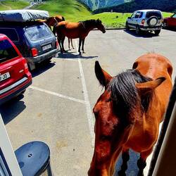 Das können nicht nur Wuffis😄