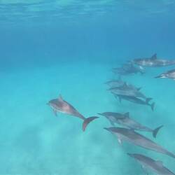 Danke Pasci fürs Filme