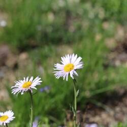 Subalpine Daisy
