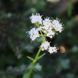 Sitka Valerian
