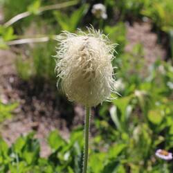 Pasqueflower Seedhead