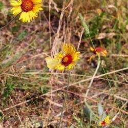 Balsamroot