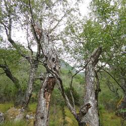 Knorrige Bäume 🌲