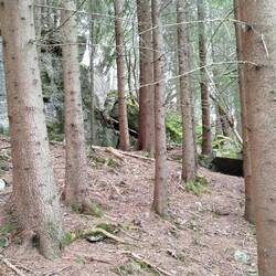 Wald vor lauter Bäumen
