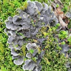 Vielfältig vielfarbig