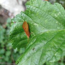 Fabelhafte Falter 🦋