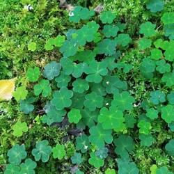 Kleefeld☘️ mir Glück 🍀