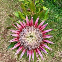 il fiore nazionale del Sudafrica