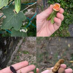 Garden goods