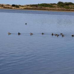 Plenty of bird life on the waterway