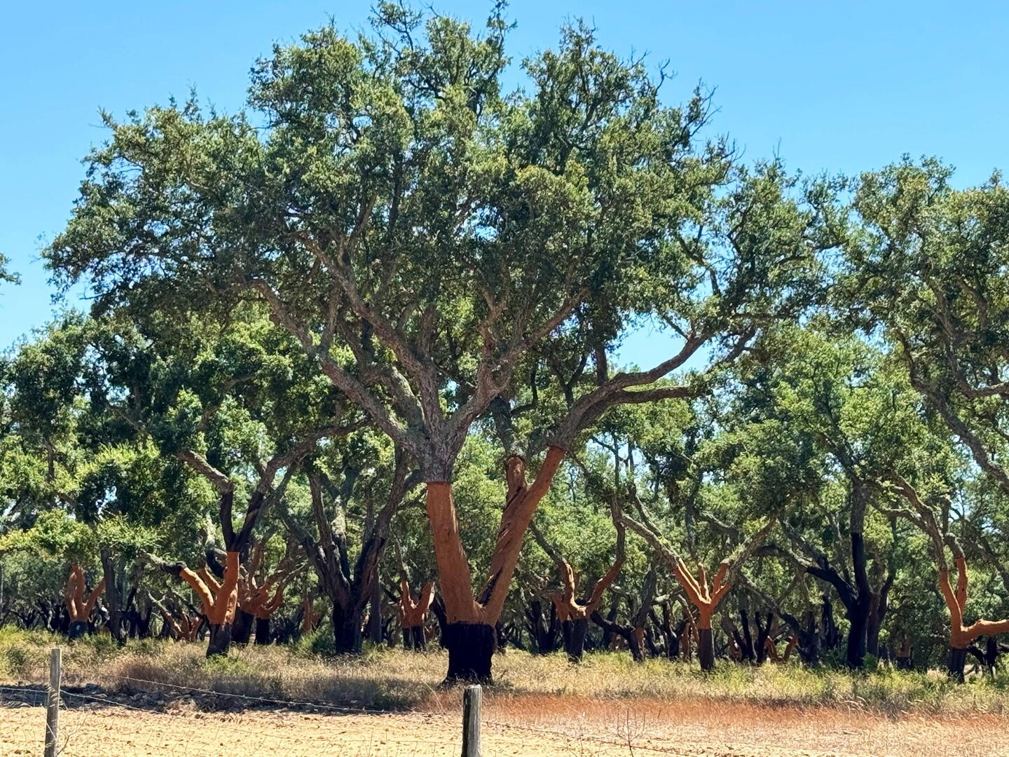 Recently harvested cork oaks