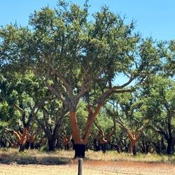 Recently harvested cork oaks