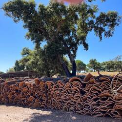 Harvested cork oak bark