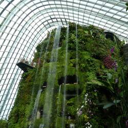 Cloud Forest