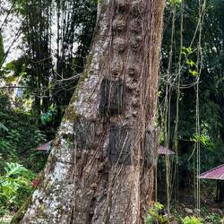 Babygräber (die schwarzen Rechtecke). Die Babys wachsen mit dem Baum zum Himmel