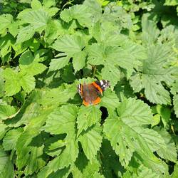 One of the 4 butterflies Vicky spotted on the Big Butterfly Count