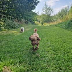 A shady path to walk the dogs