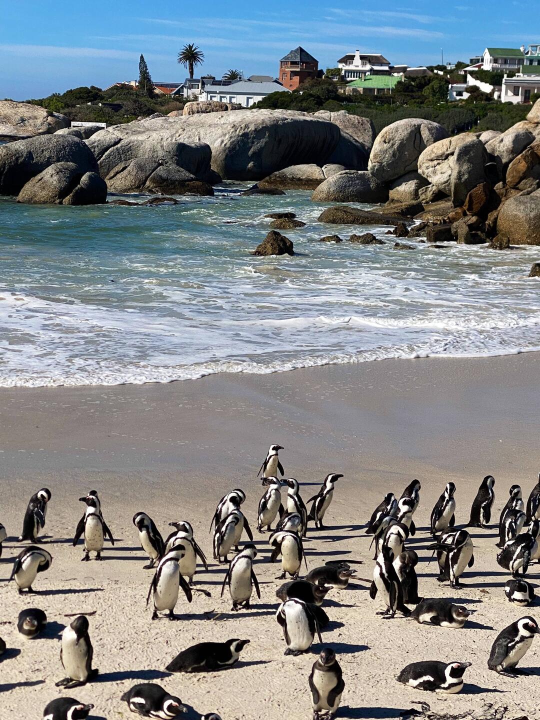 Boulders Beach