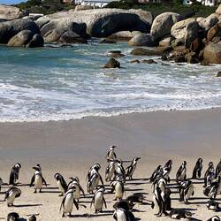 Boulders Beach
