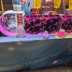 Anyone fancy a pet jellyfish?