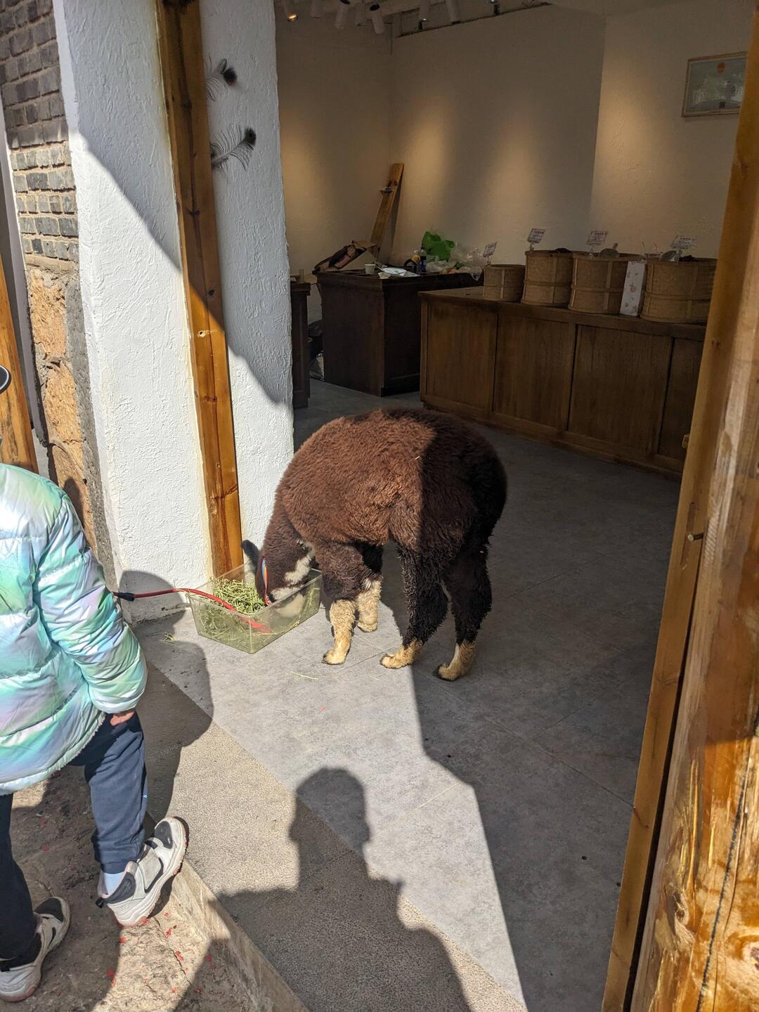 A random llama in a tea shop.