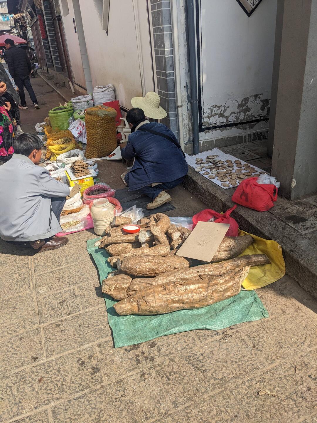 Almost stumbled over the biggest yuca I had ever seen.