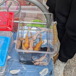 Axolotls being sold as pets. Not sure if that would be legal in other parts of the world?!
