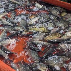 Fish on offer. Alive, but in such shallow water they had to be sideways.