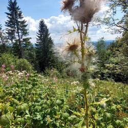 ....war komplett zugewuchert!