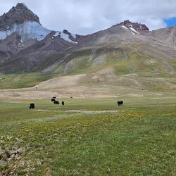 Wunderschöne weitläufige Hochebene mit Yaks