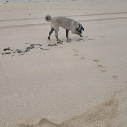 Der Hund vom Hotel