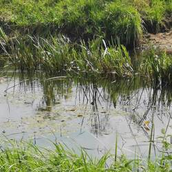 Nutria im Wasser