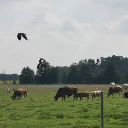 Fliegender Kiebitz