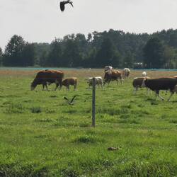 Nutria im Gras, Kiebitze