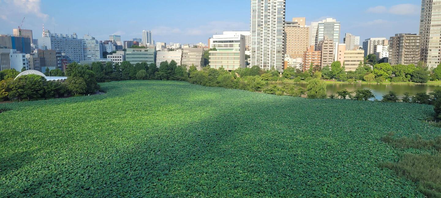 View from our hotel room across the lotus 🪷 lake