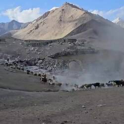 Ziegen und Schafe werden am Abend in Verschläge aus einer einreihen Steinmauer getrieben.