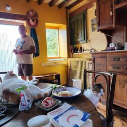 kitties love the kitchen table