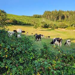 The next door neighbours