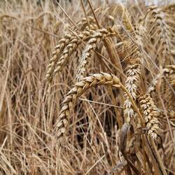 Wheat nearly ready to harvest