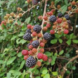 The blackberries have been amazing this year