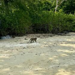 Makake auf dem Weg zum Müll