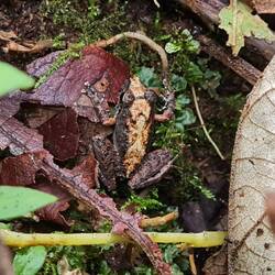 Tarnung ist das ganze Leben