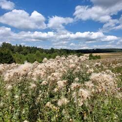 Distelblüte in vollem Gange!